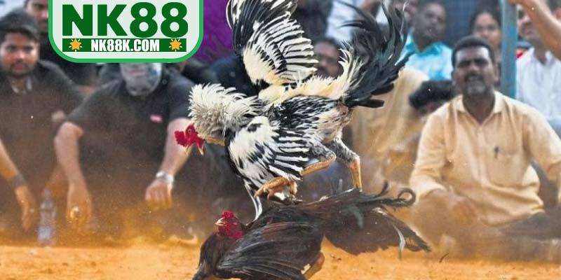Cược SABONG, Thomo đa dạng thể loại khác