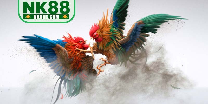 Khám phá sảnh cược đá gà NK88 2026