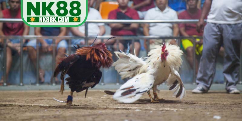 Xem live stream mượt mà, đặt cược dễ dàng và nhanh chóng